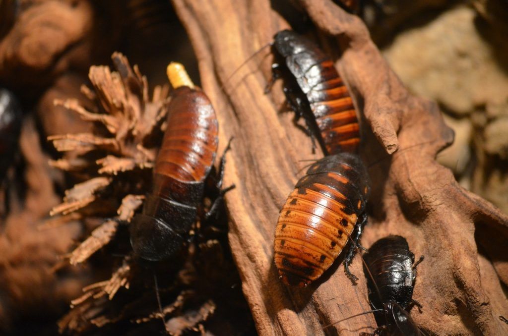 cockroaches, animals, insects-215544.jpg