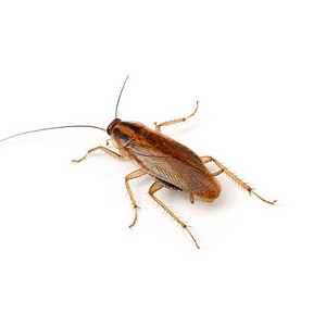 cucaracha alemana