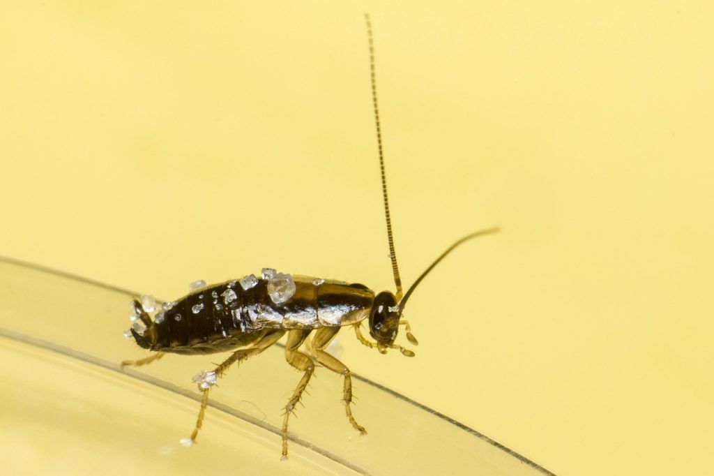 blattella germanica, german cockroach, unhygienic-5260388.jpg