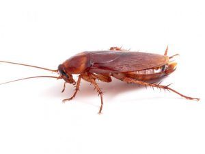 cucaracha americana