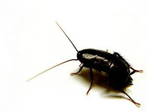 cucaracha negra