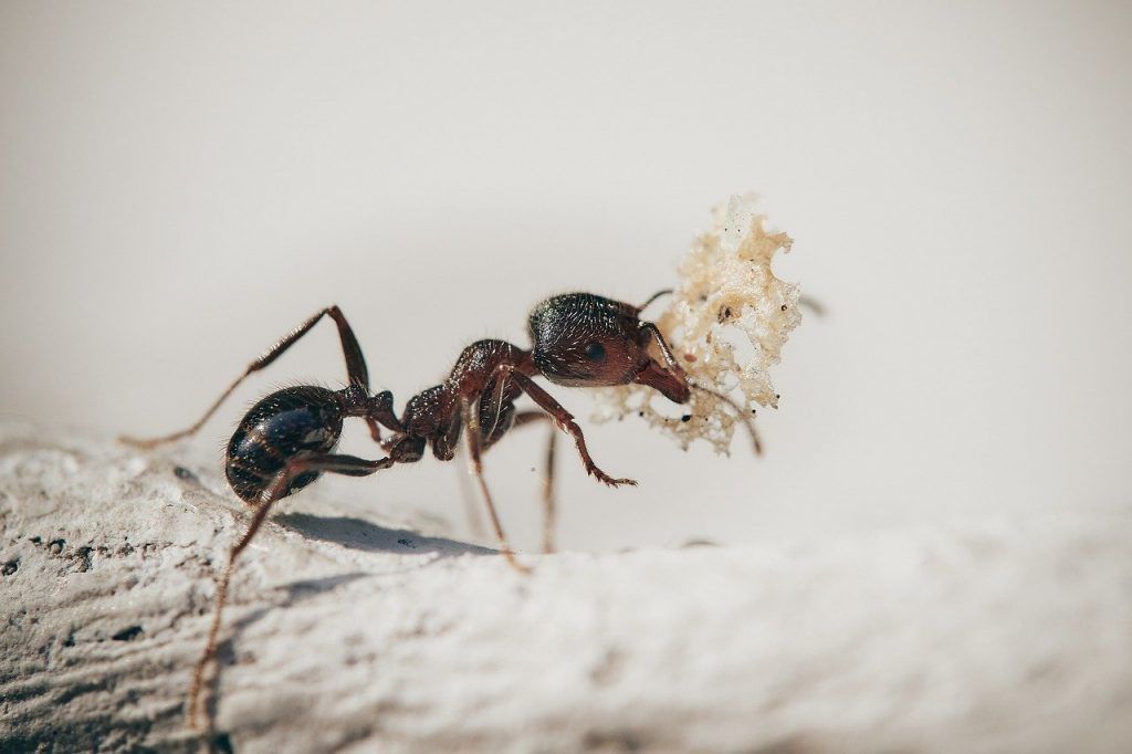 ants, macro, insects-5061910.jpg