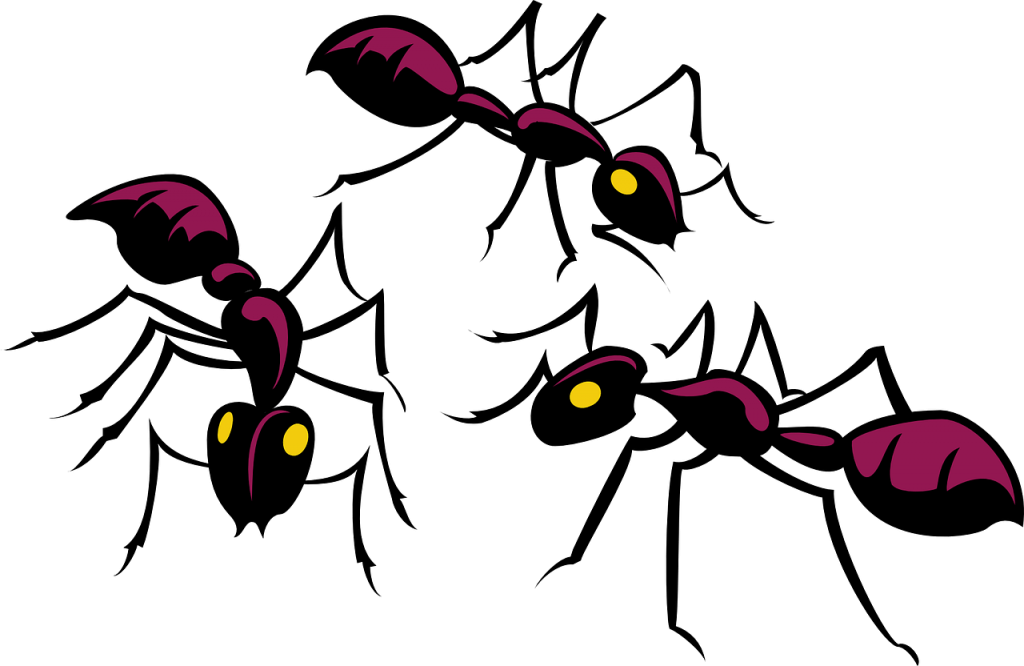 ants, three, insects-45805.jpg