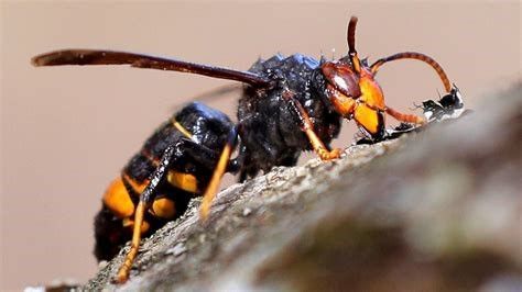 avispa asiática