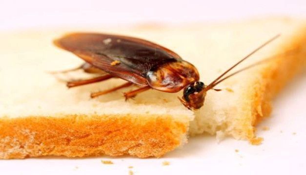cucaracha