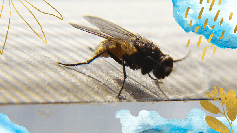 mosca
