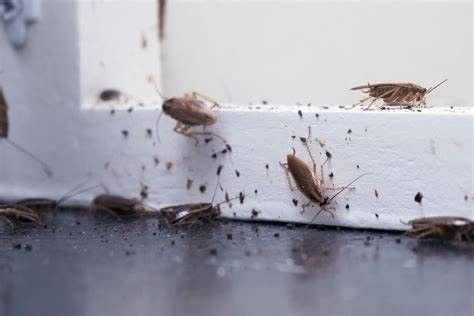 insectos