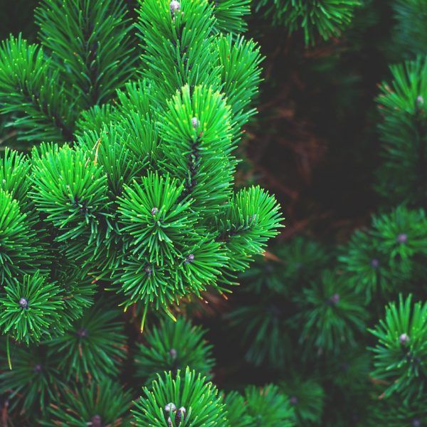oruga del pino, procesionaria